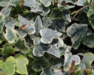 Břečťan popínavý 'White Wonder'