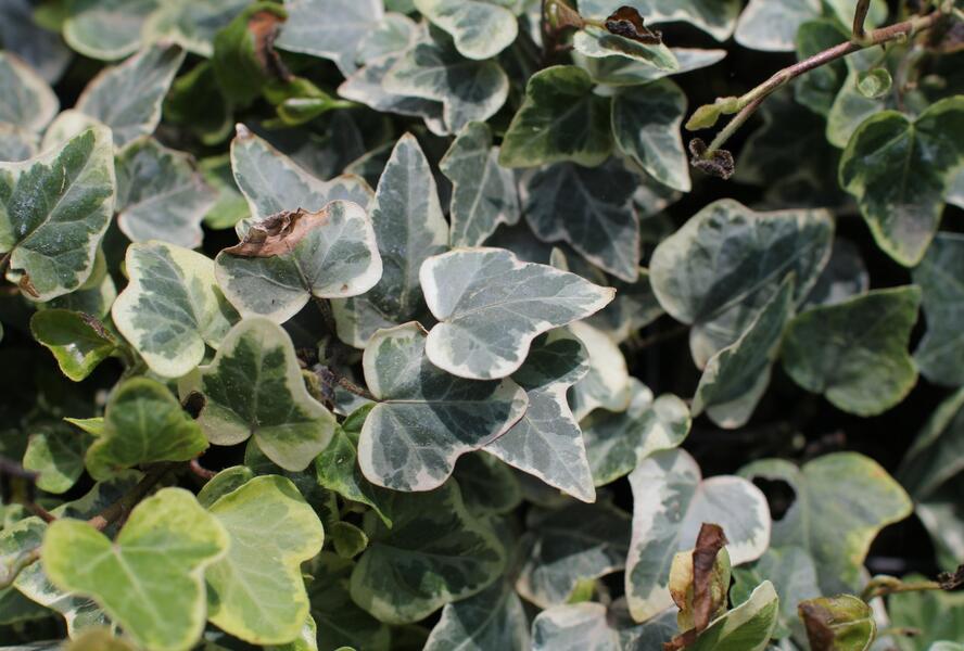 Břečťan popínavý 'White Wonder' - Hedera helix 'White Wonder'