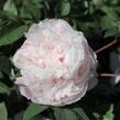Pivoňka dřevitá 'Bijou de Chussan' - Paeonia suffruticosa 'Bijou de Chussan'