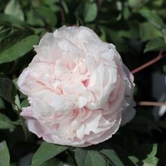 Pivoňka dřevitá 'Bijou de Chussan' - Paeonia suffruticosa 'Bijou de Chussan'