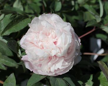 Pivoňka dřevitá 'Bijou de Chussan'