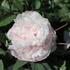 Paeonia suffruticosa 'Bijou de Chussan'.JPG