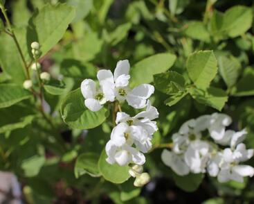 Hroznovec 'Snowday Blizzard'