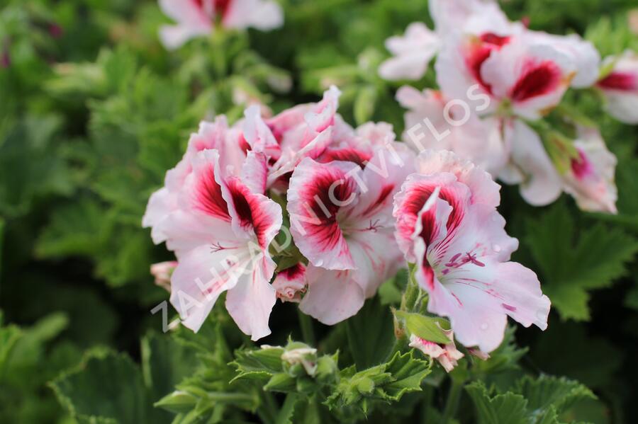 Muškát, pelargonie velkokvětá 'Elegance Tony' - Pelargonium grandiflorum 'Elegance Tony'