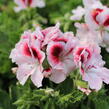Muškát, pelargonie velkokvětá 'Elegance Tony' - Pelargonium grandiflorum 'Elegance Tony'