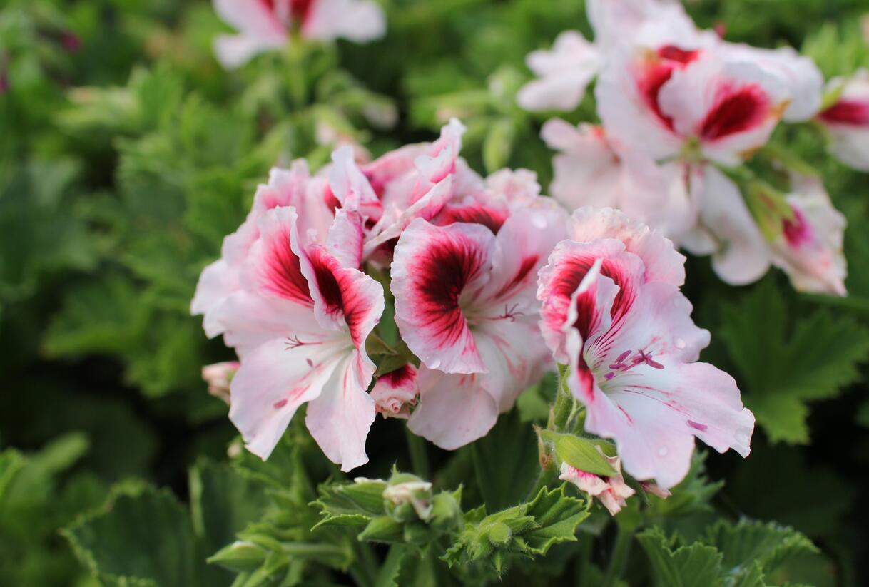 Muškát, pelargonie velkokvětá 'Elegance Tony' - Pelargonium grandiflorum 'Elegance Tony'