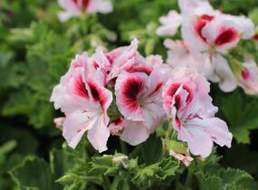 Muškát, pelargonie velkokvětá 'Elegance Tony' - Pelargonium grandiflorum 'Elegance Tony'