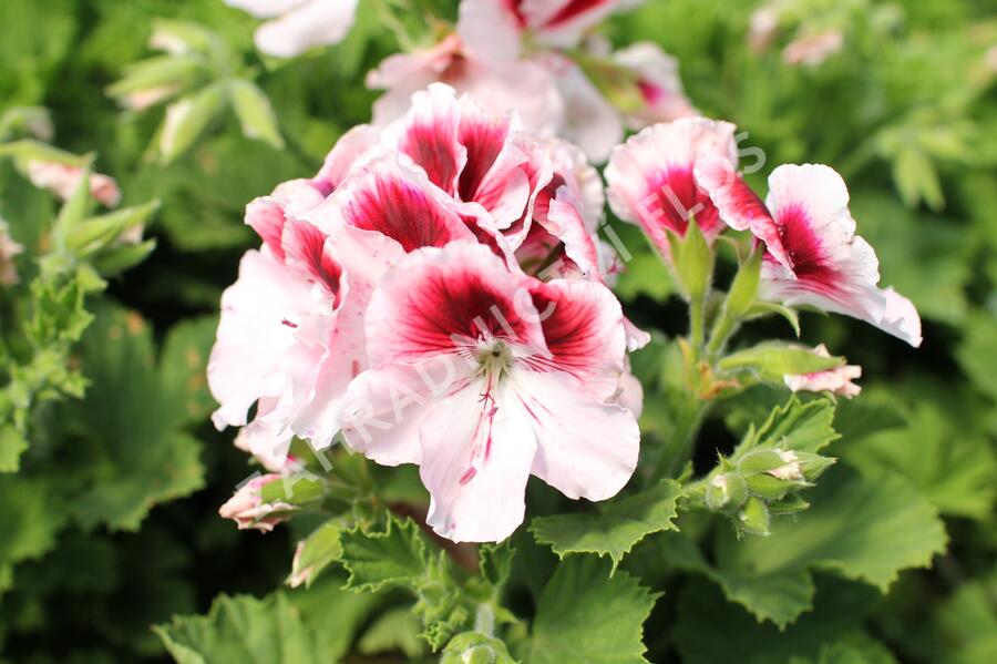 Muškát, pelargonie velkokvětá 'Elegance Tony' - Pelargonium grandiflorum 'Elegance Tony'