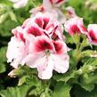 Muškát, pelargonie velkokvětá 'Elegance Tony' - Pelargonium grandiflorum 'Elegance Tony'
