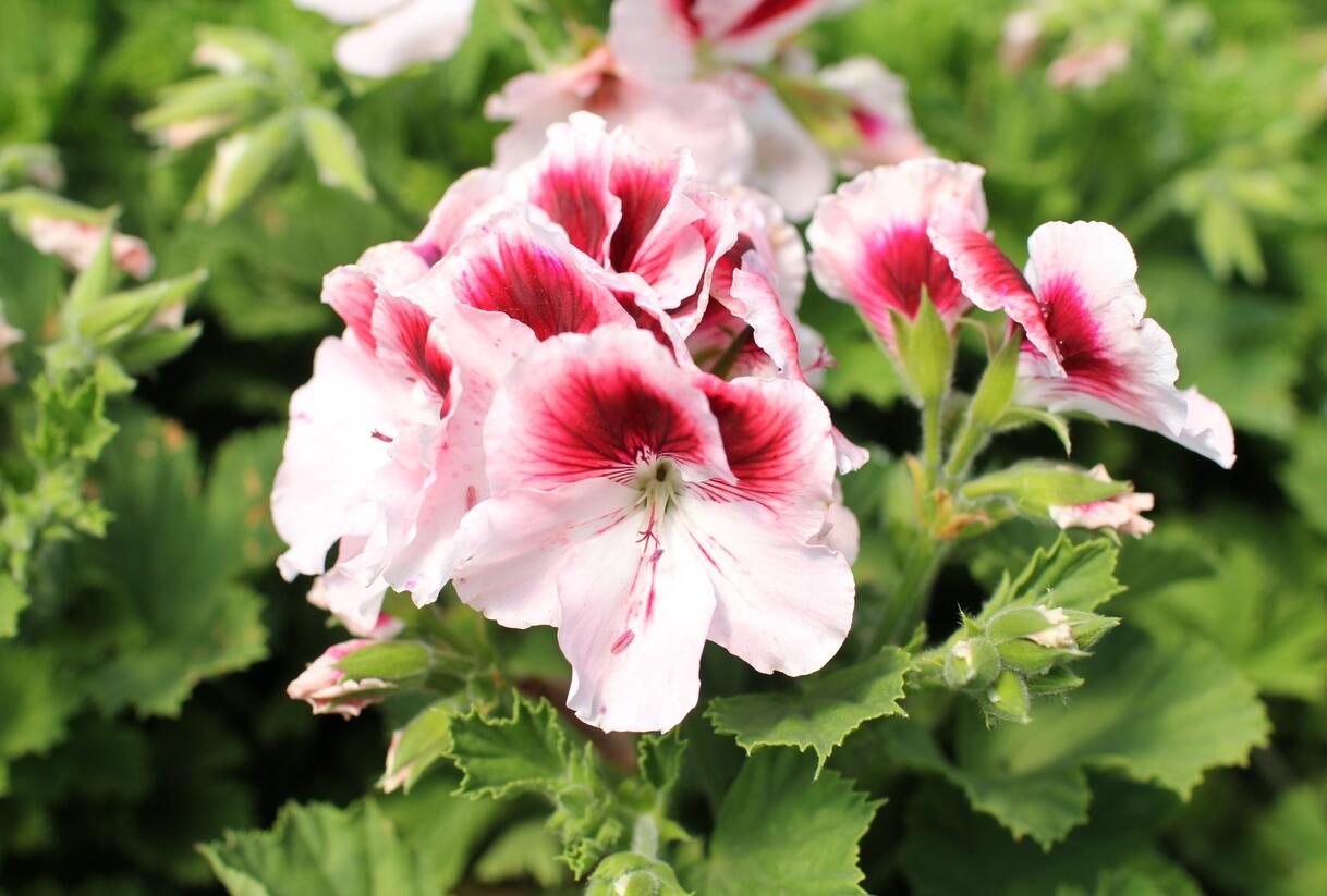 Muškát, pelargonie velkokvětá 'Elegance Tony' - Pelargonium grandiflorum 'Elegance Tony'