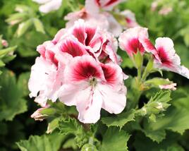 Muškát, pelargonie velkokvětá 'Elegance Tony'