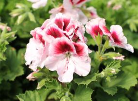 Muškát, pelargonie velkokvětá 'Elegance Tony' - Pelargonium grandiflorum 'Elegance Tony'