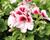 Muškát, pelargonie velkokvětá 'Elegance Tony'