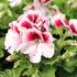 Pelargonium grandiflorum 'Elegance Tony'_02.JPG