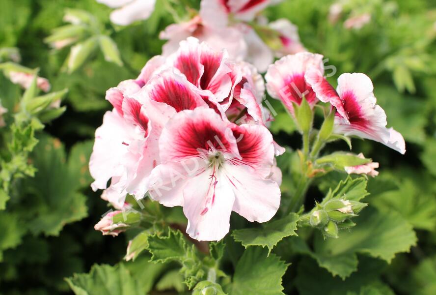 Muškát, pelargonie velkokvětá 'Elegance Tony' - Pelargonium grandiflorum 'Elegance Tony'