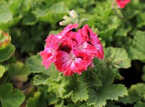 Muškát, pelargonie velkokvětá 'Elegance Red Velvet' - Pelargonium grandiflorum 'Elegance Red Velvet'
