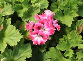 Muškát, pelargonie velkokvětá 'Elegance Red Velvet' - Pelargonium grandiflorum 'Elegance Red Velvet'