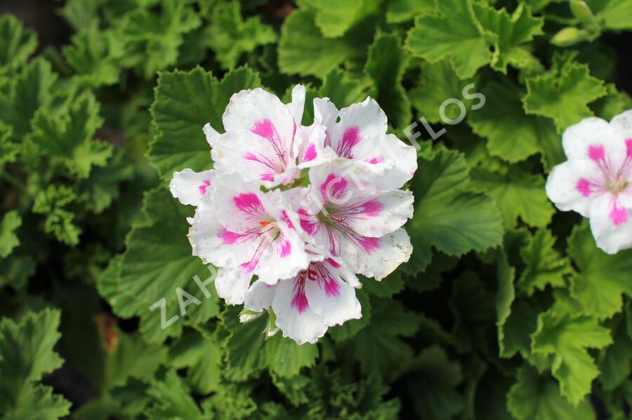 Muškát, pelargonie velkokvětá 'Elegance Royalty White' - Pelargonium grandiflorum 'Elegance Royalty White'