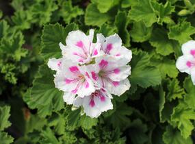 Muškát, pelargonie velkokvětá 'Elegance Royalty White' - Pelargonium grandiflorum 'Elegance Royalty White'
