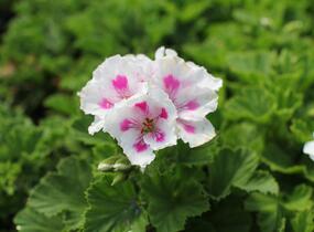 Muškát, pelargonie velkokvětá 'Elegance Royalty White' - Pelargonium grandiflorum 'Elegance Royalty White'