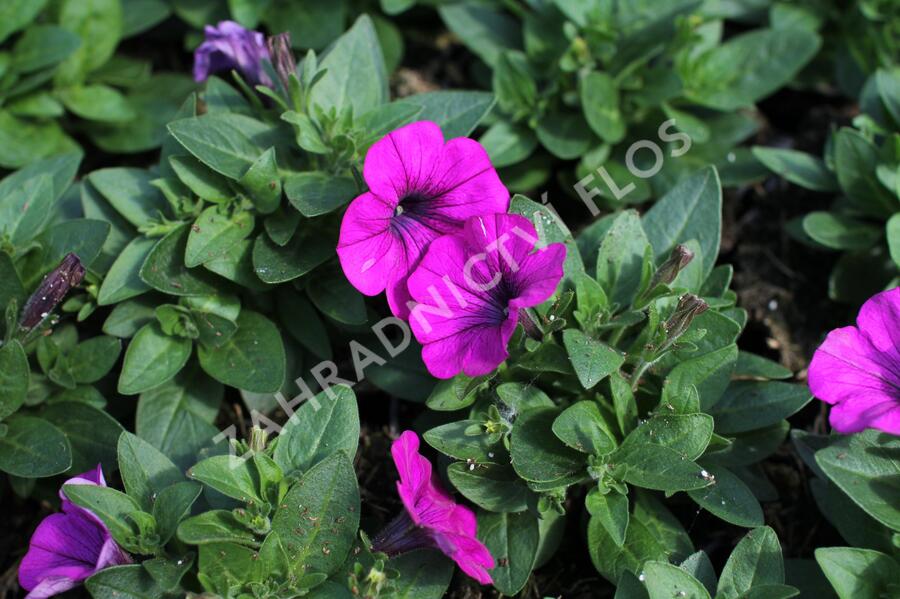 Petúnie 'Potunia Picola Lilac' - Petunia hybrida 'Potunia Picola Lilac'