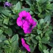 Petúnie 'Potunia Picola Lilac' - Petunia hybrida 'Potunia Picola Lilac'