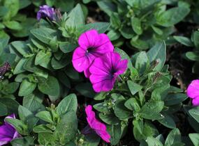Petúnie 'Potunia Picola Lilac' - Petunia hybrida 'Potunia Picola Lilac'