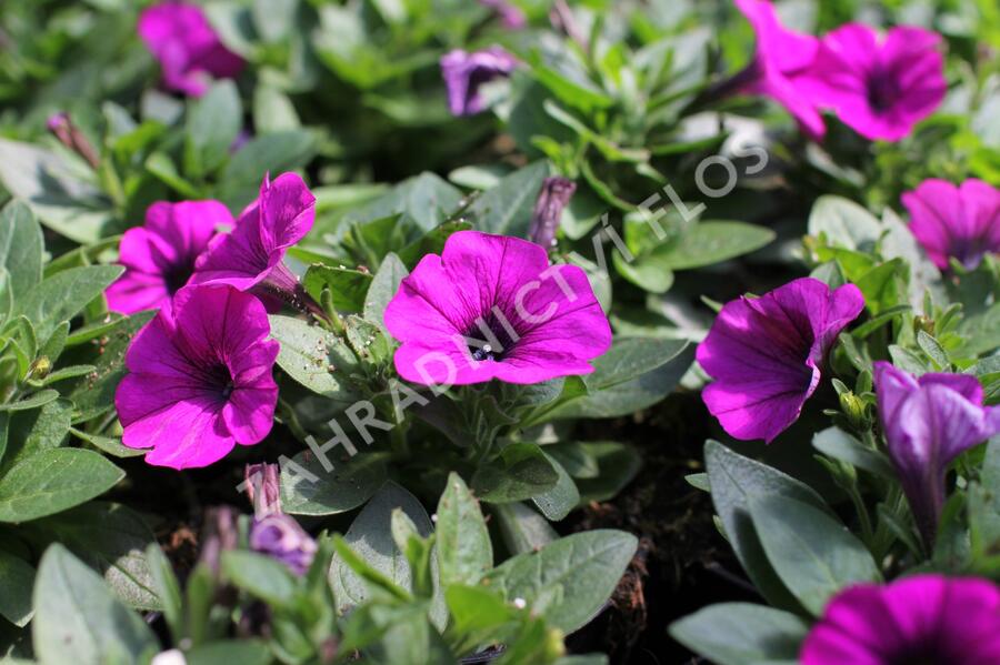 Petúnie 'Potunia Picola Lilac' - Petunia hybrida 'Potunia Picola Lilac'