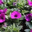 Petúnie 'Potunia Picola Lilac' - Petunia hybrida 'Potunia Picola Lilac'