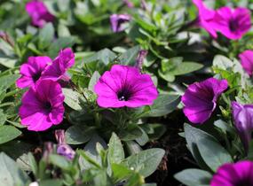 Petúnie 'Potunia Picola Lilac' - Petunia hybrida 'Potunia Picola Lilac'