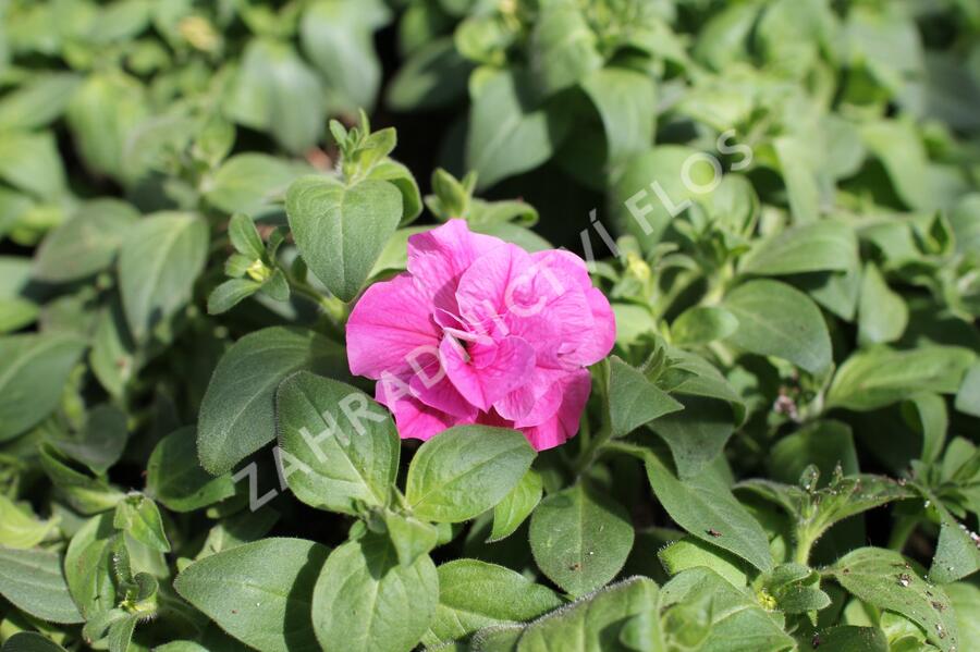 Petúnie 'Tumbelina Candyfloss' - Petunia hybrida 'Tumbelina Candyfloss'