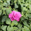 Petúnie 'Tumbelina Candyfloss' - Petunia hybrida 'Tumbelina Candyfloss'