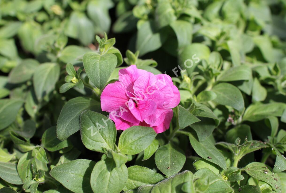 Petúnie 'Tumbelina Candyfloss' - Petunia hybrida 'Tumbelina Candyfloss'