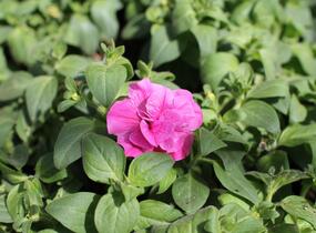 Petúnie 'Tumbelina Candyfloss' - Petunia hybrida 'Tumbelina Candyfloss'