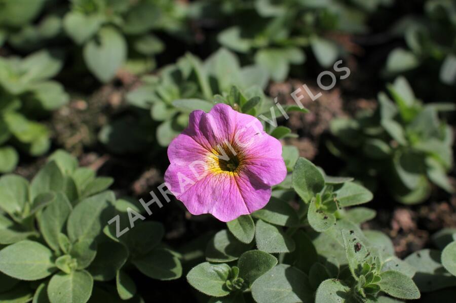 Petúnie 'Petchoa BeutiCal Sunray Pink' - Petunia hybrida 'Petchoa BeutiCal Sunray Pink'