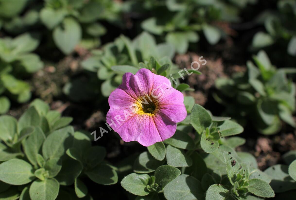 Petúnie 'Petchoa BeutiCal Sunray Pink' - Petunia hybrida 'Petchoa BeutiCal Sunray Pink'