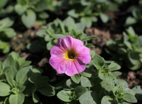 Petúnie 'Petchoa BeutiCal Sunray Pink' - Petunia hybrida 'Petchoa BeutiCal Sunray Pink'