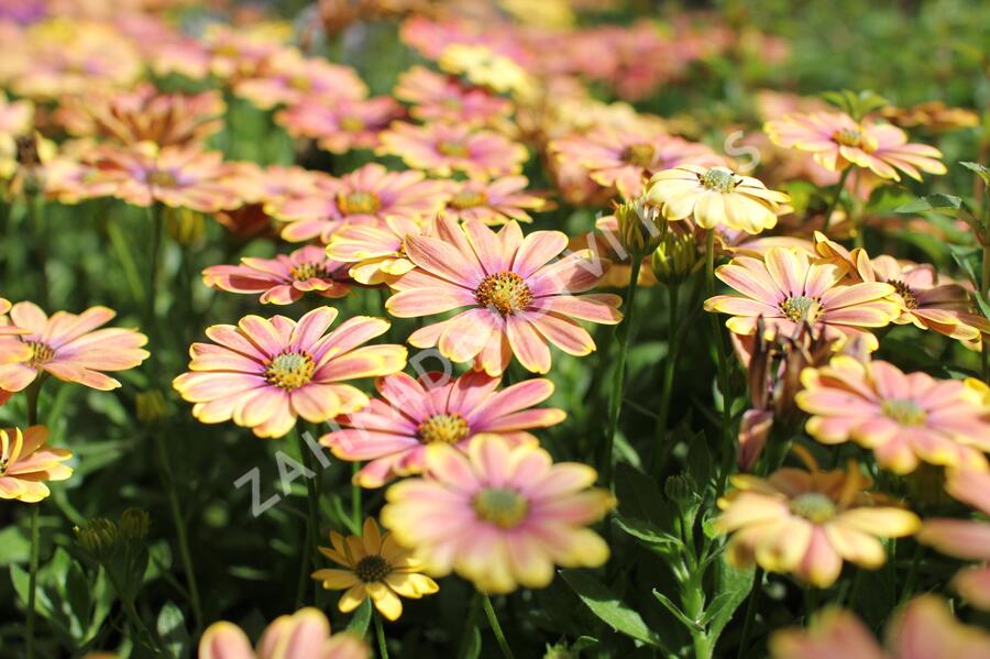 Dvoutvárka 'Osticade Twillight Moon' - Osteospermum ecklonis 'Osticade Twillight Moon'