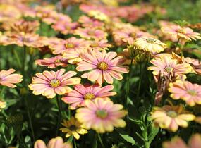 Dvoutvárka 'Osticade Twillight Moon' - Osteospermum ecklonis 'Osticade Twillight Moon'