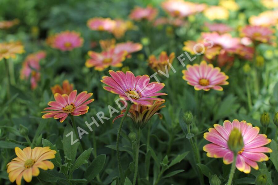 Dvoutvárka 'Osticade Daybreak' - Osteospermum ecklonis 'Osticade Daybreak'