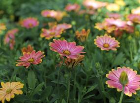 Dvoutvárka 'Osticade Daybreak' - Osteospermum ecklonis 'Osticade Daybreak'