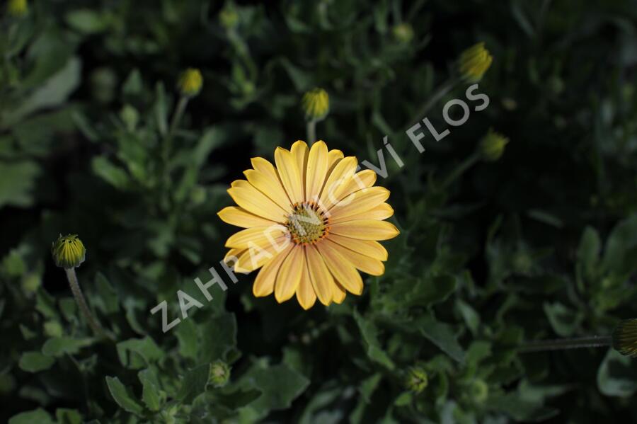 Dvoutvárka 'Cape Daisy Magic Sunrise' - Osteospermum ecklonis 'Cape Daisy Magic Sunrise'
