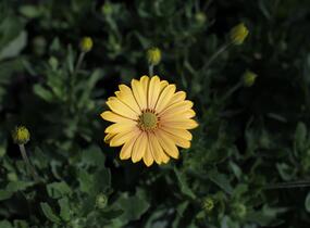 Dvoutvárka 'Cape Daisy Magic Sunrise' - Osteospermum ecklonis 'Cape Daisy Magic Sunrise'