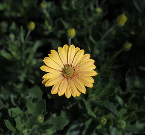 Dvoutvárka 'Cape Daisy Magic Sunrise' - Osteospermum ecklonis 'Cape Daisy Magic Sunrise'
