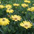 Dvoutvárka 'Osticade Yellow' - Osteospermum ecklonis 'Osticade Yellow'