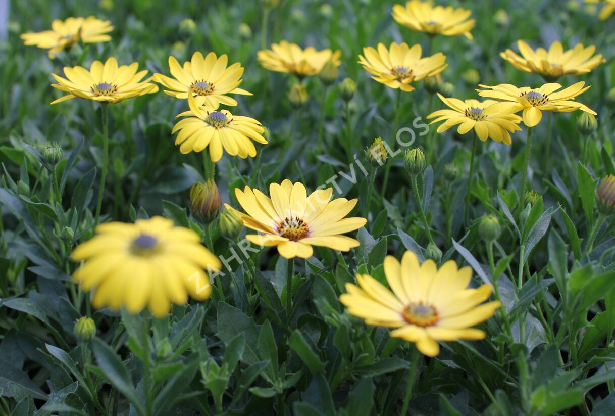 Dvoutvárka 'Osticade Yellow' - Osteospermum ecklonis 'Osticade Yellow'