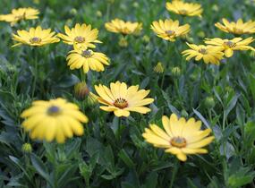 Dvoutvárka 'Osticade Yellow' - Osteospermum ecklonis 'Osticade Yellow'