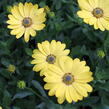 Dvoutvárka 'Osticade Yellow' - Osteospermum ecklonis 'Osticade Yellow'