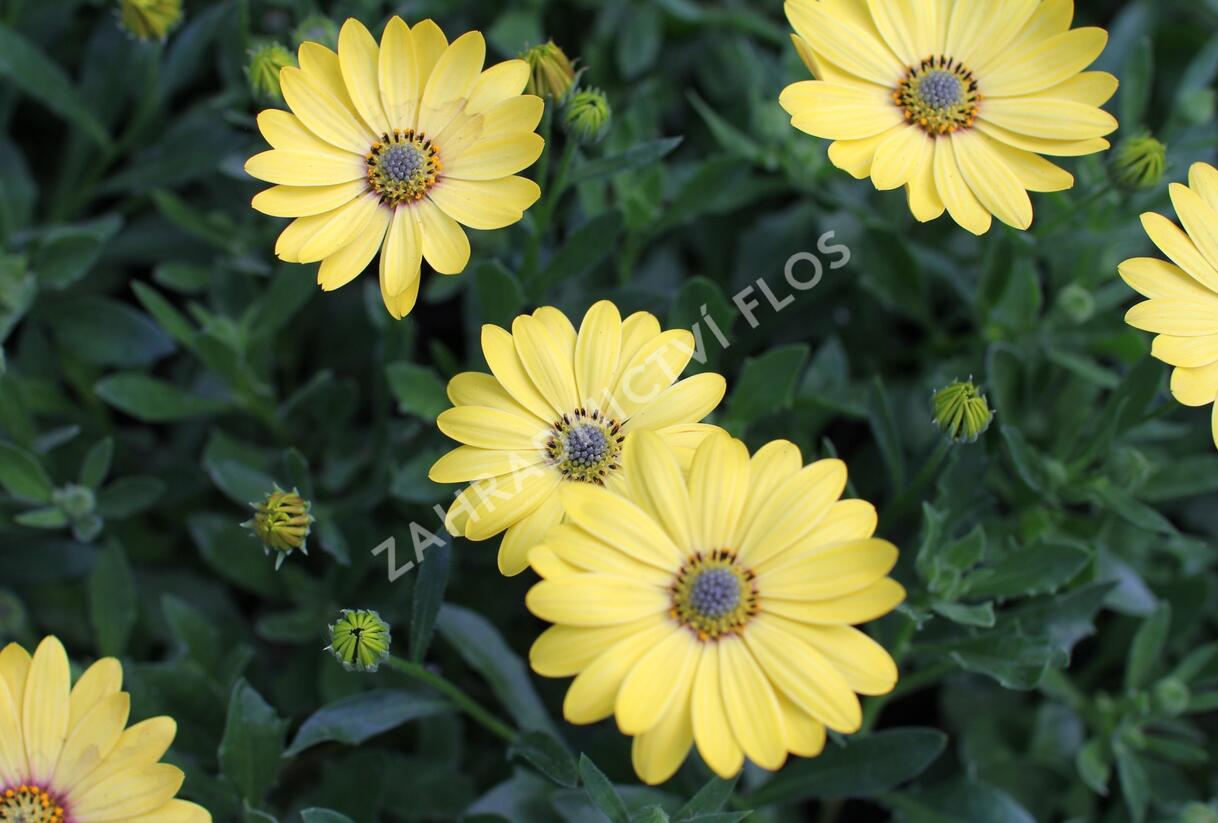 Dvoutvárka 'Osticade Yellow' - Osteospermum ecklonis 'Osticade Yellow'