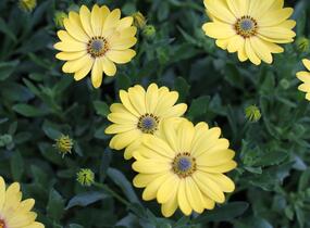 Dvoutvárka 'Osticade Yellow' - Osteospermum ecklonis 'Osticade Yellow'